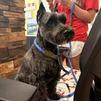 Kendridge Safari of Love -  Scottish Terrier Dog for Adoption in Lynchburg, Virginia - Kendridge Safari Of Love | PetCurious