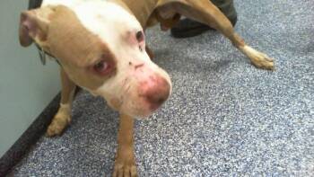 A1266122 -  Pit Bull Terrier Dog for Adoption in Charlotte, North Carolina - A1266122 | PetCurious