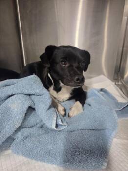 SUGAR PLUM -  Chihuahua Dog for Adoption in San Bernardino, California - SUGAR PLUM | PetCurious