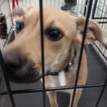Mixed Breed Dogs Available for Adoption in Galveston, Texas - Iris | PetCurious