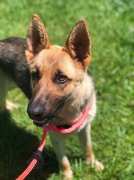 Java -  German Shepherd Dog Dog for Adoption in Elkins, West Virginia - Java | PetCurious