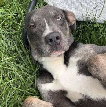 Paulie-D -  Husky and American Staffordshire Terrier Dog for Adoption in Warwick, New York - Paulie-D | PetCurious