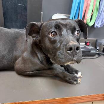 Mixed Breed Dogs Available for Adoption - 02/16/2026-Stray-WarmSpringsRoad-"Wolf 0226" | PetCurious