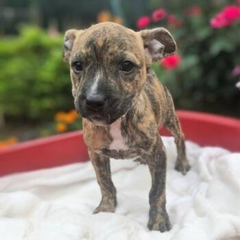 Rumi -  Pit Bull Terrier and Mixed Breed Dog for Adoption in Griswold, Connecticut - Rumi | PetCurious