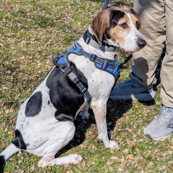 Bonnie -  Treeing Walker Coonhound Dog for Adoption in Georgetown, Kentucky - Bonnie | PetCurious