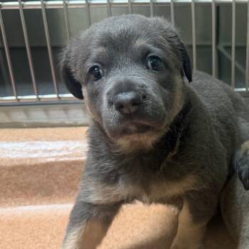 Sadie 4416 -  Mixed Breed Dog for Adoption in Springboro, Ohio - Sadie 4416 | PetCurious