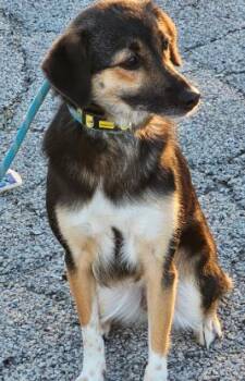 Shepherd and Mixed Breed Dogs Available for Adoption in Homewood, Illinois - Melody | PetCurious
