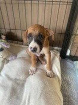 Bryce -  Boxer Dog for Adoption in Newport, Kentucky - Bryce | PetCurious