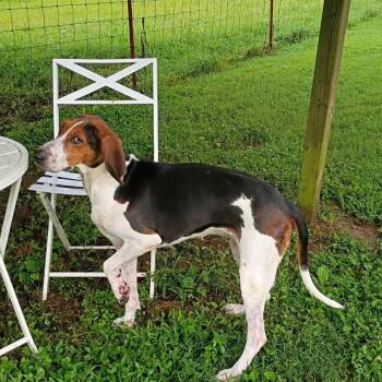 TNGC-Stray-1263 -  Treeing Walker Coonhound Dog for Adoption in Pulaski, Tennessee - TNGC-Stray-1263 | PetCurious