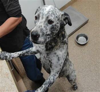 PURDY -  Australian Cattle Dog Blue Heeler and Mixed Breed Dog for Adoption in Albuquerque, New Mexico - PURDY | PetCurious