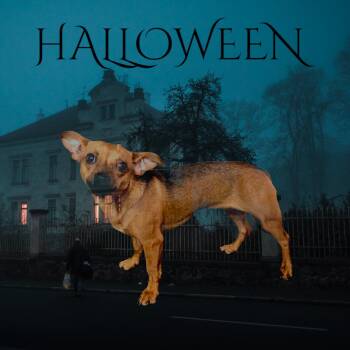 Rescue Chihuahua and Jack Russell Terrier Dogs for Adoption in Dallas, Georgia - Moose | PetCurious