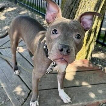 Skittles -  Pit Bull Terrier Dog Available for Adoption in Buffalo, New York - Skittles | PetCurious