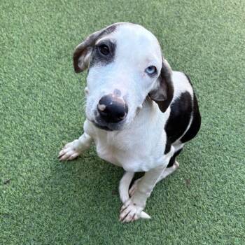 Dana 0808 -  Labrador Retriever and Mixed Breed Dog for Adoption in Loxahatchee Groves, Florida - Dana 0808 | PetCurious