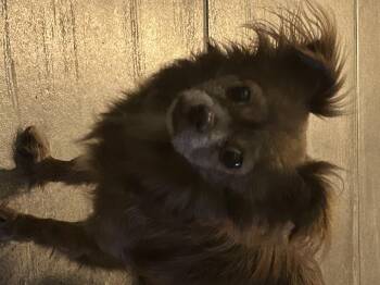 Rescue Chihuahua and Shih Tzu Dogs for Adoption in Scottsdale, Arizona - ROSIE | PetCurious