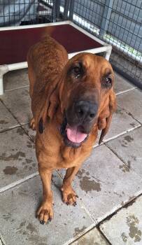 Ruby -  Bloodhound Dog for Adoption in Stanton, Kentucky - Ruby | PetCurious