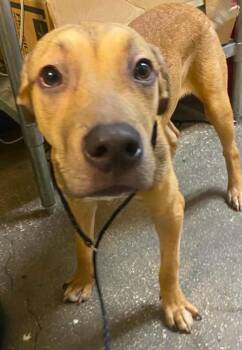 Spike -  Mixed Breed Dog for Adoption in Ocala, Florida - Spike | PetCurious