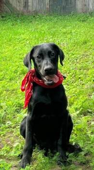Ranger -  Black Labrador Retriever Dog for Adoption - Ranger | PetCurious