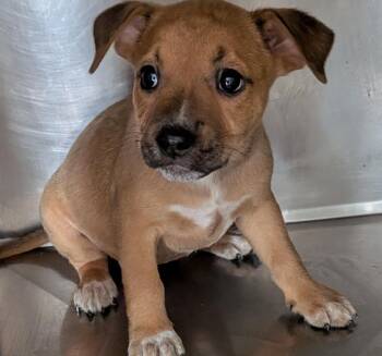 Belinda -  Mixed Breed Dog for Adoption in St. Augustine, Florida - Belinda | PetCurious