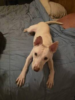 Husky and Terrier Dogs Available for Adoption - Shasta | PetCurious