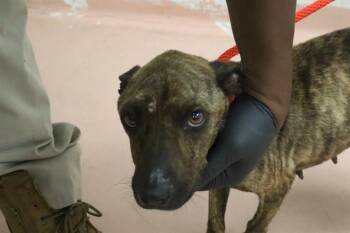 ALTIMA -  Mixed Breed Dog for Adoption in Columbia, South Carolina - ALTIMA | PetCurious