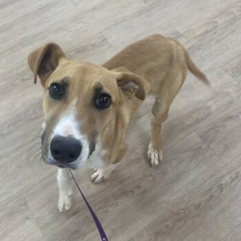 Dr. Pepper -  Hound and Mixed Breed Dog for Adoption in Lyndhurst, Virginia - Dr. Pepper | PetCurious