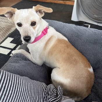 Rescue Mixed Breed Dogs for Adoption in Rockville, Maryland - Bunny | PetCurious