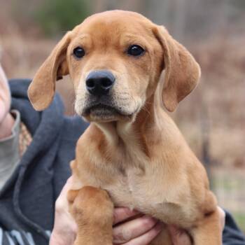 Rescue Golden Retriever Dogs for Adoption in Eastford, Connecticut - CT Muenster | PetCurious
