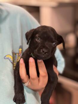 Rescue Labrador Retriever and Pit Bull Terrier Dogs for Adoption in Mt. Juliet, Tennessee - Damon | PetCurious