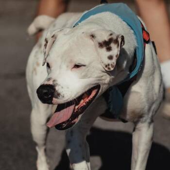 Waldo -  Boxer and Mixed Breed Dog for Adoption in Jasper, Indiana - Waldo | PetCurious