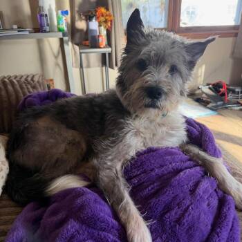 Rescue Buddy -  Terrier Dog for Adoption in Batavia, New York - Rescue Buddy | PetCurious