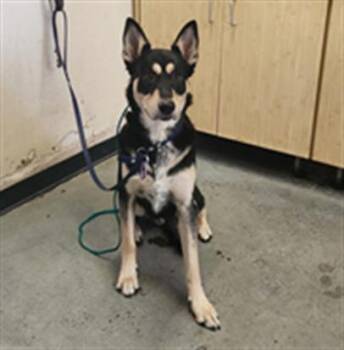 German Shepherd Dog and Mixed Breed Dogs Available for Adoption in Camarillo, California - A880285 | PetCurious