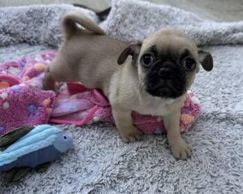 Raven -  Pug Dog for Adoption in Corona, California - Raven | PetCurious