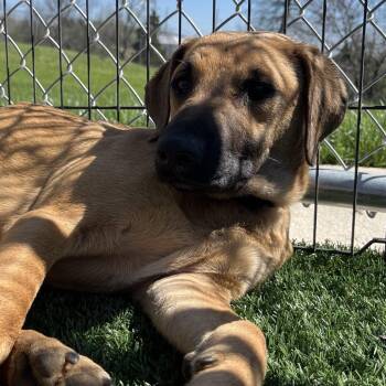 Black Mouth Cur and Mixed Breed Dogs Available for Adoption in La Grange, Kentucky - Sweetie | PetCurious