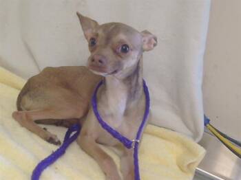 Chihuahua Dogs Available for Adoption in Sacramento, California - PUCK | PetCurious