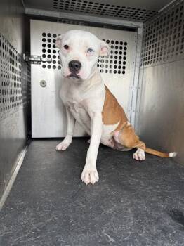 ELSA -  Pit Bull Terrier and Mixed Breed Dog for Adoption in Corpus Christi, Texas - ELSA | PetCurious