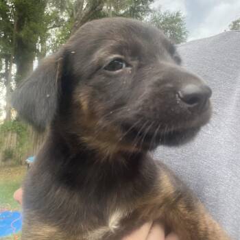 Mabel -  Schnauzer and Standard Schnauzer Dog for Adoption in Quincy, Florida - Mabel | PetCurious