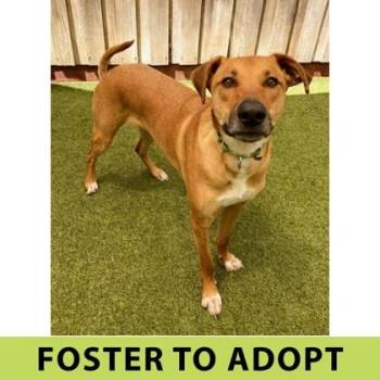 Lupin -  Mixed Breed Dog for Adoption in Eugene, Oregon - Lupin | PetCurious