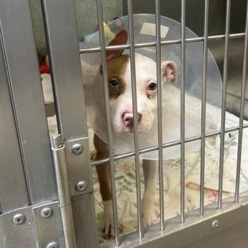 Pit Bull Terrier Dogs Available for Adoption - Arlene [black] | PetCurious