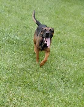 Knox -  German Shepherd Dog and Rottweiler Dog for Adoption in Muncie, Indiana - Knox | PetCurious