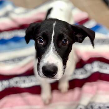 Tiana -  Great Pyrenees and Mixed Breed Dog for Adoption in Wantagh, New York - Tiana | PetCurious