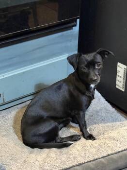 Chihuahua Dogs Available for Adoption - Pickle | PetCurious