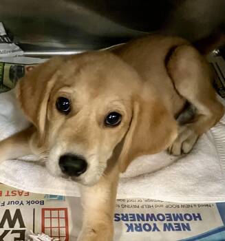 Petunia -  Foxhound Dog for Adoption in Parma, Ohio - Petunia | PetCurious