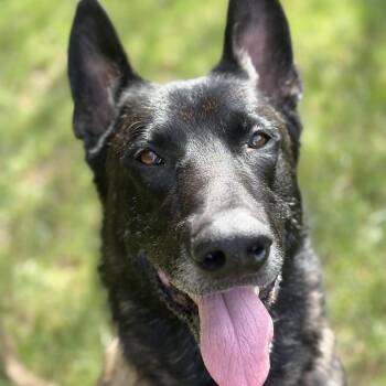 Taz -  German Shepherd Dog and Belgian Shepherd Malinois Dog for Adoption in Duxbury, Massachusetts - Taz | PetCurious