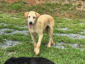 Simba -  Shepherd Dog for Adoption in Maryville, Tennessee - Simba | PetCurious
