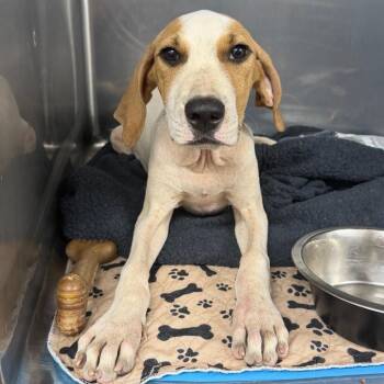 Theon -  Hound and Mixed Breed Dog for Adoption in Sunrise, Florida - Theon | PetCurious