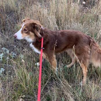 Cora -  Australian Shepherd and Border Collie Dog for Adoption in Thayne, Wyoming - Cora | PetCurious