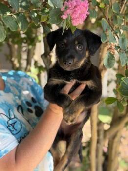 Lillian -  German Shepherd Dog and Mixed Breed Dog for Adoption in Morton Grove, Illinois - Lillian | PetCurious