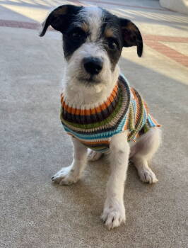 Rescue Terrier Dogs for Adoption in San Diego, California - Panda | PetCurious