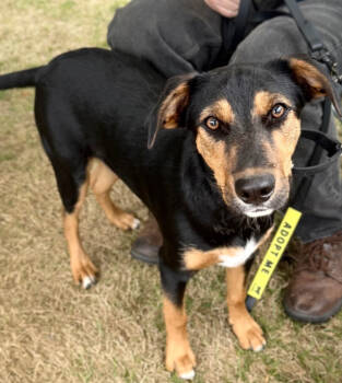Rescue Shepherd and Hound Dogs for Adoption in Middletown, Connecticut - Negan | PetCurious