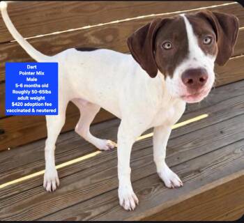 Dart -  Pointer Dog for Adoption in Oviedo, Florida - Dart | PetCurious